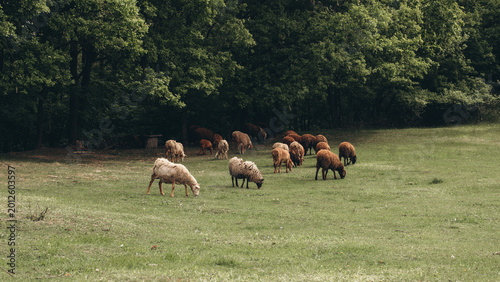 A peaceful flock of fluffy sheep walk side by side on the bright green grass of a quiet meadow.