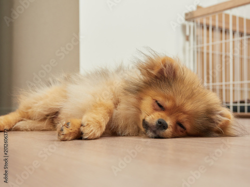 家のリビングにいる可愛いポメラニアンの子犬が眠い状態