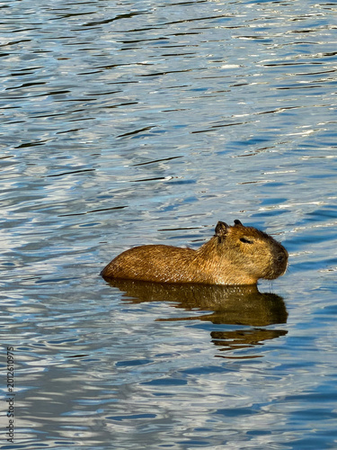 Foto capivaras grupo parque barigui curitiba