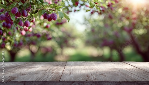 Ripe plums hang on sunlit branches above an empty wooden table in an orchard