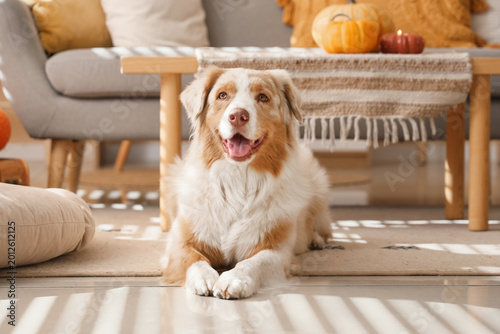 Cute Australian Shepherd do...