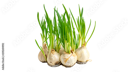 Photos Fresh green spring onions or scallions with roots for healthy organic cooking an