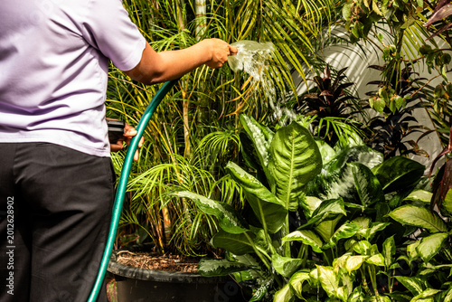 Close-up of a person watering lush tropical plants with a green garden hose under bright sunlight