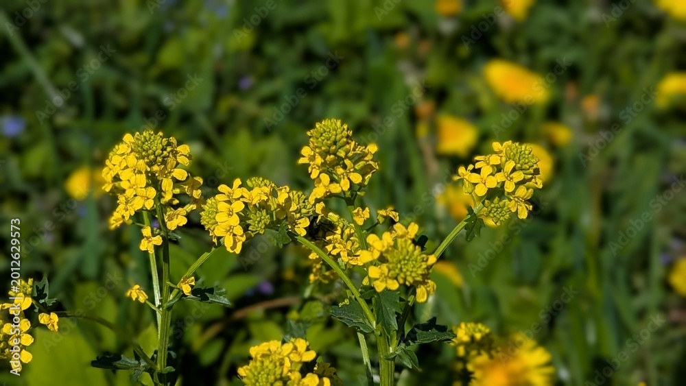 Obraz premium Close-up of yellow Barbarea vulgaris flowers in a field on a sunny day