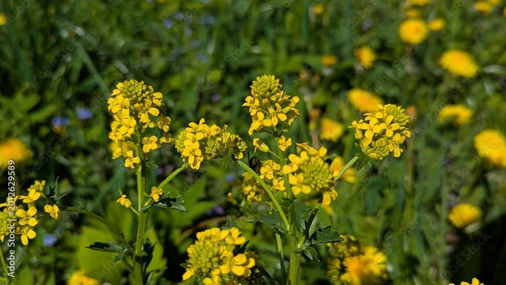 Fototapeta premium Wild winter cress flowers blooming in a sunny spring meadow
