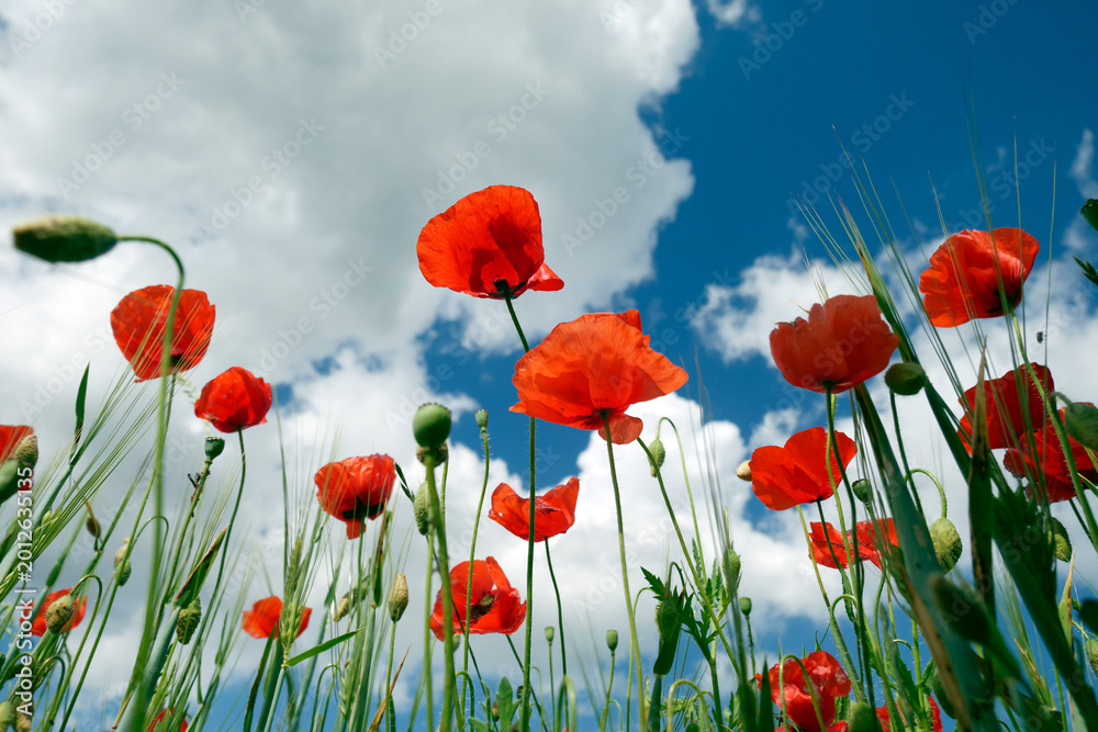 Fototapeta premium Poppy landscape flower petals detail close-up nature