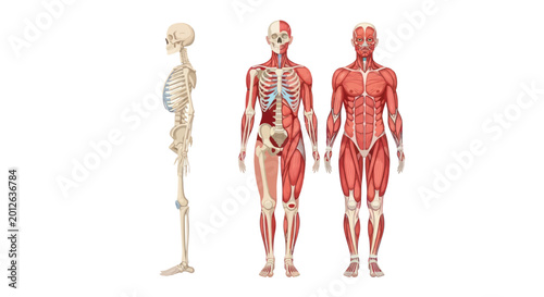 Tableau sur toile Human anatomy skeletal and muscular system diagram isolated on white