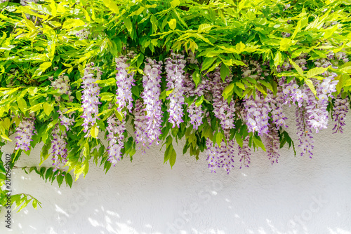 Flowers and green leaves hang from a wall, showing a vibrant display of nature in a sunny location
