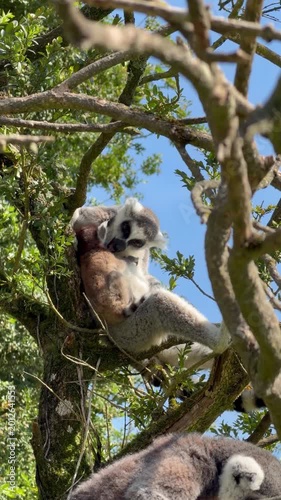 Adult ring-tailed lemur with young offspring clinging to its back on mossy branches