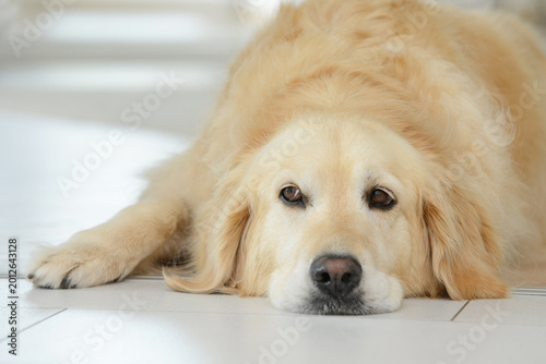 Cute Dog - Golden Retriever lies relaxed inside the house.