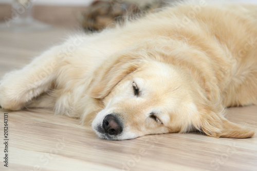 Cute Dog - Golden Retriever lies relaxed inside the house.