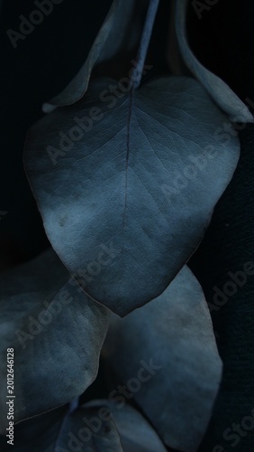 Eucalyptus leaf with soft light and dark minimal background