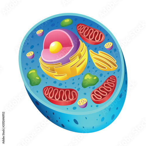 Animal cell anatomy infographics with detailed educative diagram and labelled elements realistic vector illustration