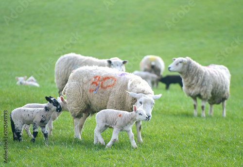 Sheep and lambs in fields at Draughton near Skipton on the edge of the Yorkshire Dales National Park