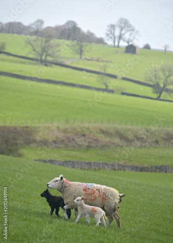 Sheep and lambs in fields at Draughton near Skipton on the edge of the Yorkshire Dales National Park