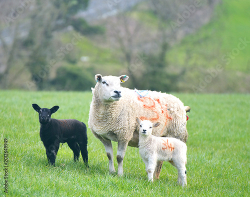Sheep and lambs in fields at Draughton near Skipton on the edge of the Yorkshire Dales National Park