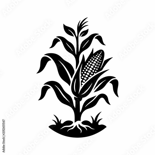 Foto Corn stalk with cob and roots black silhouette vector illustration