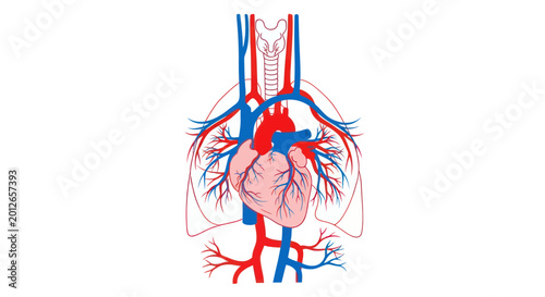 Tableau sur toile Anatomical illustration of the human circulatory system with heart and lungs