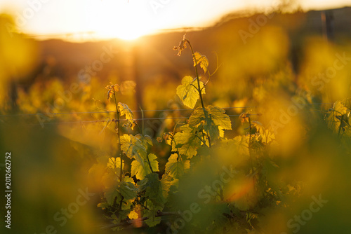 Obraz na płótnie Artistic soft focus view of vineyard leaves at sunset