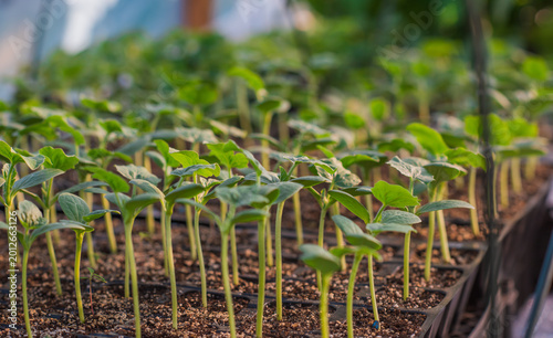 Quadro su tela Young Green Seedlings in a Greenhouse