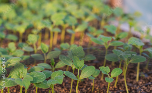 Foto Young Green Seedlings in a Greenhouse