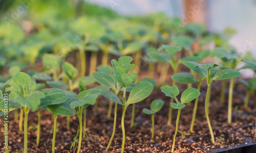Картината върху платно Young Green Seedlings in a Greenhouse