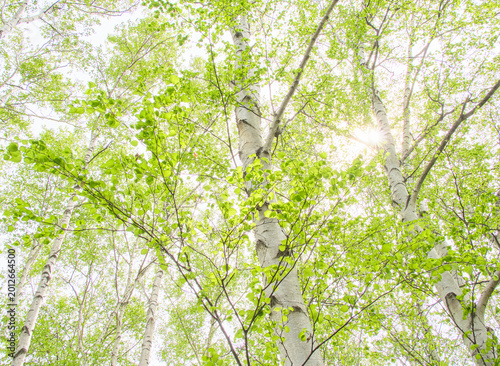 Canvastavla 春の日差しを浴びる新緑の白樺林 Fresh green birch forest bathed in spring sunlight