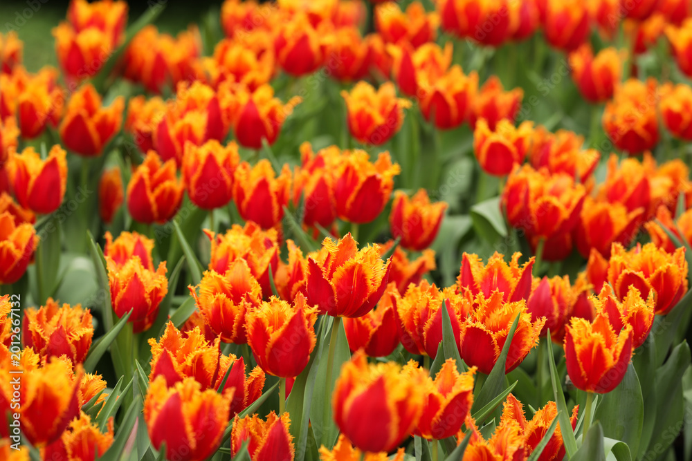 Obraz premium Colorful orange and yellow fringed tulips in a beautiful sunny day