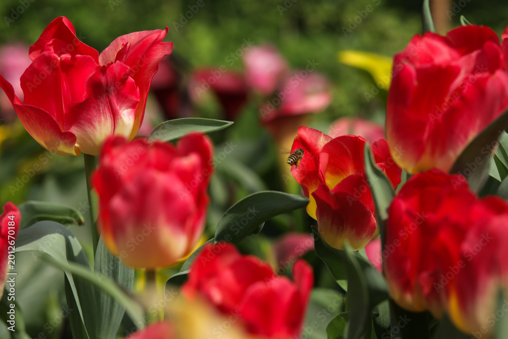 Fototapeta premium Red tulips field in a bright sunny day with a honey bee flying around