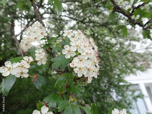 detail of white blossoming tree in spring