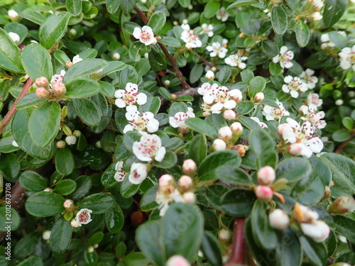 detail of white blossoming tree in spring