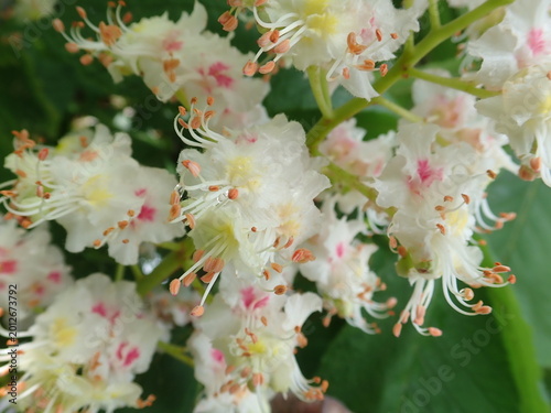 detail of white blossoming chestnut tree in spring