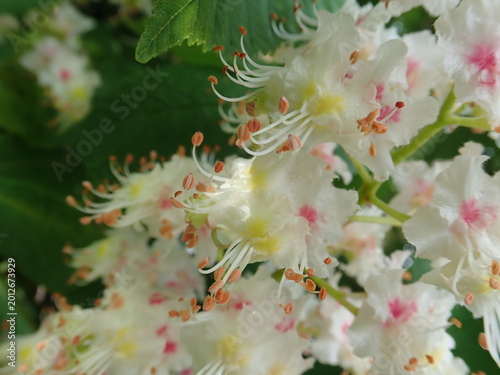 detail of white blossoming chestnut tree in spring