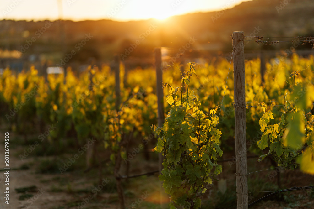 Fototapeta premium Vineyard rows at sunset with warm lens flare and golden light