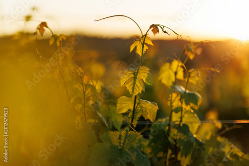 Photos Young grapevine branch reaching up toward a golden sunset