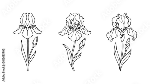This minimalist collection of iris flowers presents elegant outlines that capture the unique beauty and intricacy of these blooms in an artistic line art style.