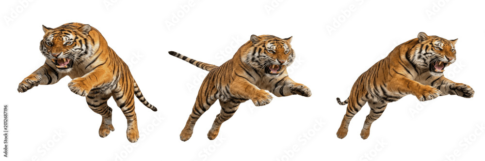 Obraz premium Leaping Tiger 3D Character Isolated on White Background Powerful Wild Cat Mascot for Strength Agility Wildlife Conservation Safari Nature Adventure Jungle Predator Animal Portrait Asset