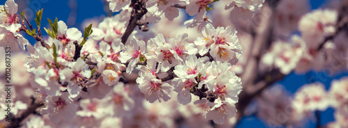 Blossoming apricot trees. Spring natural background
