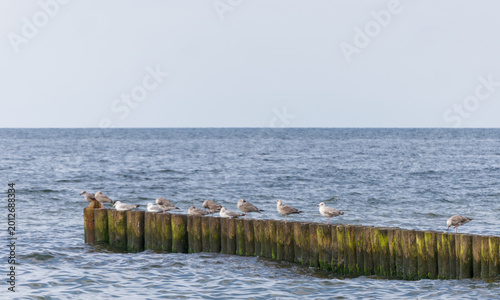 Tablou pe pânză Seagulls sitting in a row on a wooden breakwater, Baltic Sea in Poland