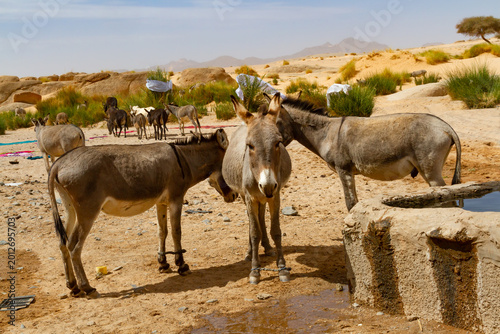 Valokuva Donkeys tied up at a watering hole