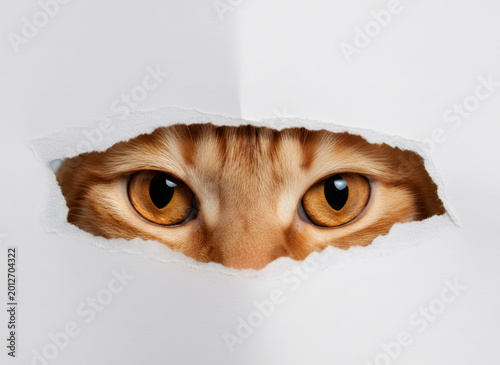 Orange tabby cat peeking through a hole in white paper. Curious pet looking with big eyes. Animal watching from behind a torn page. Funny mouser hiding in surprise and domestic concept.
