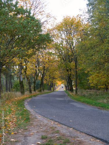 Asphalt road through a scenic autumn alley, golden fall landscape in Poland.