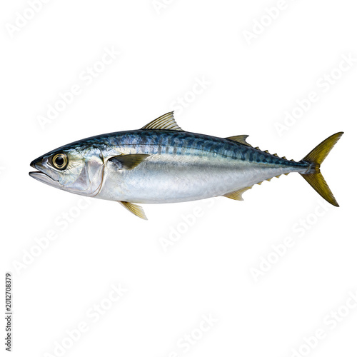 Fresh mackerel fish isolated seafood ocean animal protein ingredient for restaurant menu and market advertising