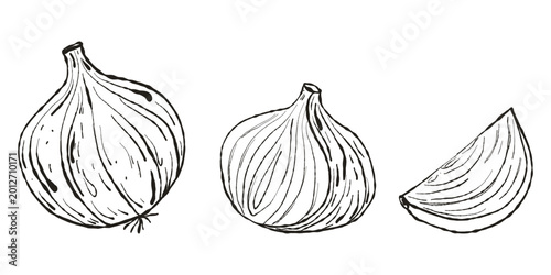 Bild auf Leinwand Onion Vegetable Sketch, Hand Drawn Ink Doodle, Organic Ingredient Line Art Illus