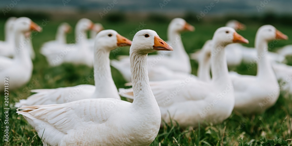 Fototapeta premium Flock of white geese standing on grassy field pasture