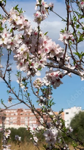 Bees flying in tree flowers in spring. Flowers on trees in early spring in southern Europe in Spain. Residential modern houses are in the background.