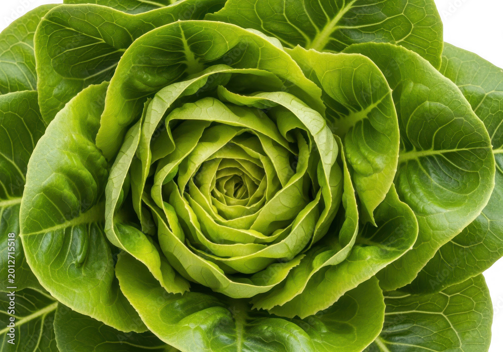 Fototapeta premium Fresh head of green butter lettuce isolated on transparent background