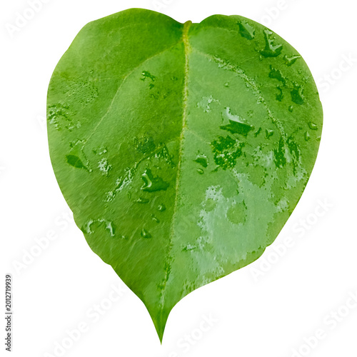 Heart Shaped Green Leaf Fresh Nature