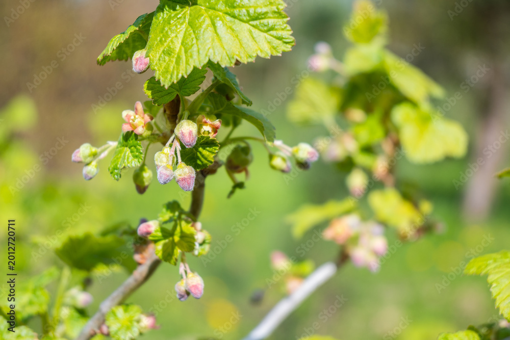 Fototapeta premium Flower buds on a blackcurrant are beginning to bloom in a garden on a sunny day in spring, showing signs of new growth and life