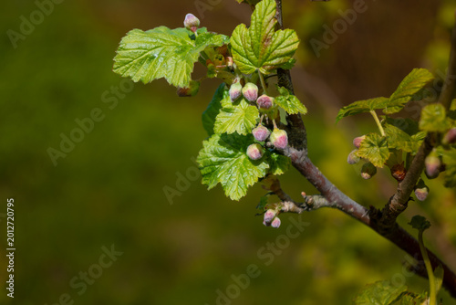 Quadro su tela Close view of green leaves and berry blackcurrant buds on a bush in a garden dur